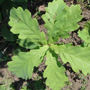 Саженец дуба Черешчатого до 20 см