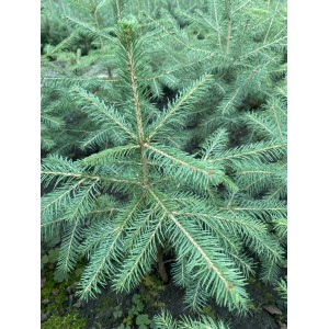 Саженец Ели Сибирской 20-40 см