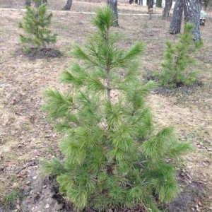 Саженец кедра Сибирского 40-60 см