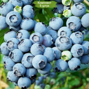 Саженцы черники Блюкроп (Bluecrop) -  комплект 5 шт.