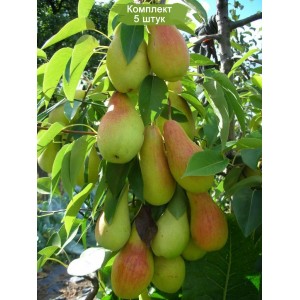 Саженцы колоновидной груши Летняя -  комплект 5 шт.