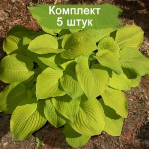Саженцы хосты Аугуст Мун (Аugust Moon) -  комплект 5 шт.