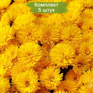 Саженцы желтой хризантемы мультифлоры Спейс Йеллоу -  комплект 5 шт.