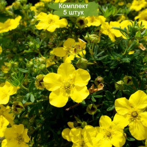 Саженцы лапчатки кустарниковой (Курильского чая) Голдстар (Goldstar)  -  комплект 5 шт.