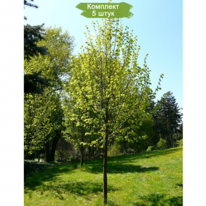 Саженцы липы Мелколистная 40-60 см -  комплект 5 шт.