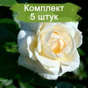 Саженцы плетистой розы Мон Жарден / Монд Жарден (Mon Jardin) -  комплект 5 шт.