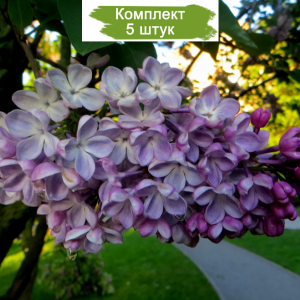 Саженцы сирени Зои Космодемьянской -  комплект 5 шт.