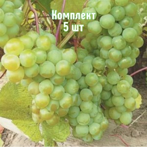 Комплект 5шт / Виноград Изумруд