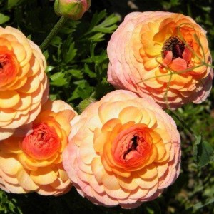 Саженец ранункулюса Фестиваль