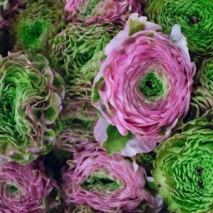 Саженец ранункулюса Пон-пон (Pon-Pon)