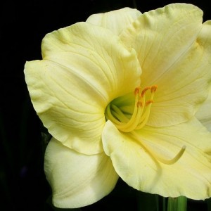 Саженец лилейника Лонгфилдз Перл (Longfields Pearl)