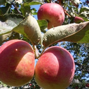 Саженец яблони Жигулевской