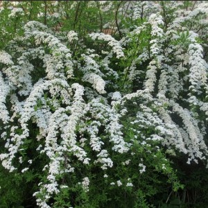 Саженец спиреи Тунберга (Тhunbergii)