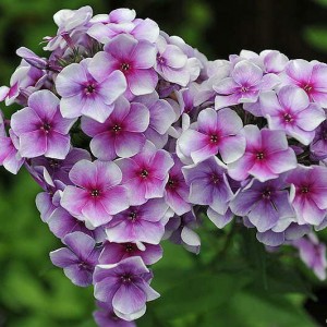 Саженец флокса Алексей Ленский